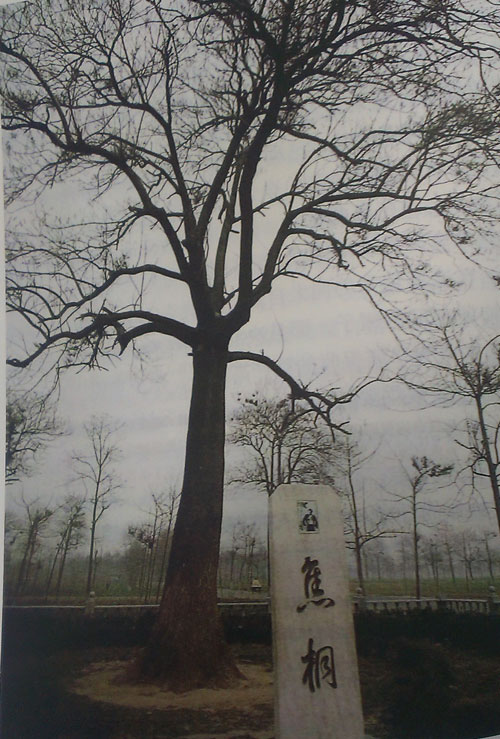 焦裕禄当年为了防风固沙,帮助农民摆脱贫困,提倡种植泡桐。如今,兰考泡桐如海,焦裕禄当年亲手栽下的幼桐已长成合抱大树,人们亲切地交它“焦桐”。