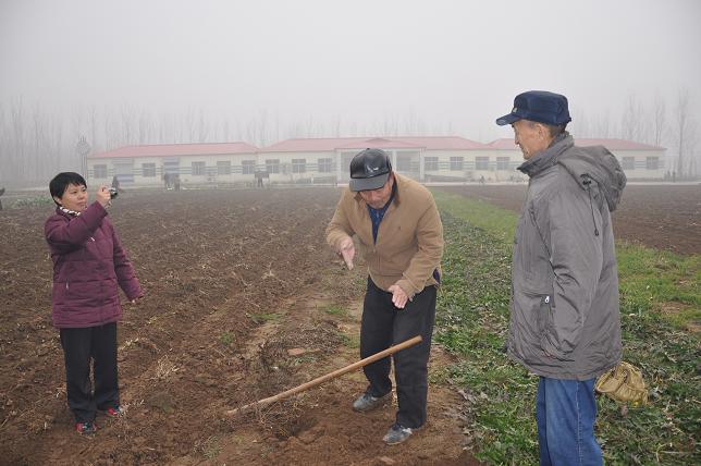 科技特派员在行动----余椿生指导黄芩采收