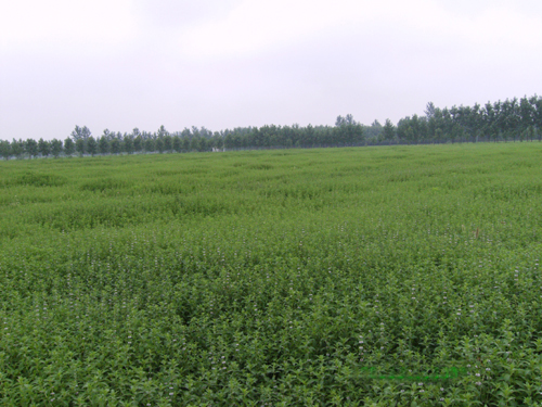 [图文]商河建成黄河以北最大留兰香种植基地