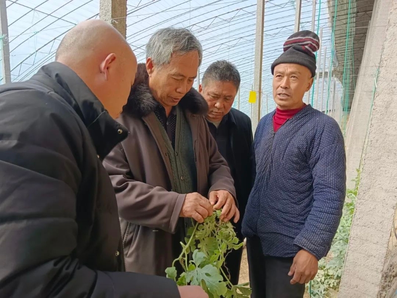 商河郑路珍珠红西瓜实现标准化生产聚力品质与效益双提升